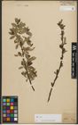 Foto von Salix phylicifolia L.